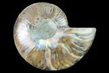 Cut & Polished Ammonite Fossil (Half) - Agate Replaced #146130-1